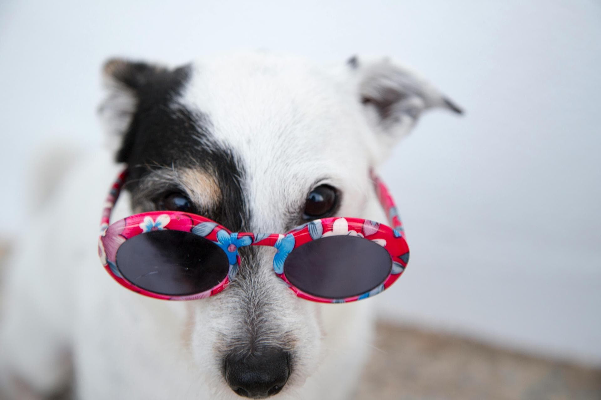 Dog Cremation Prices in Peterborough