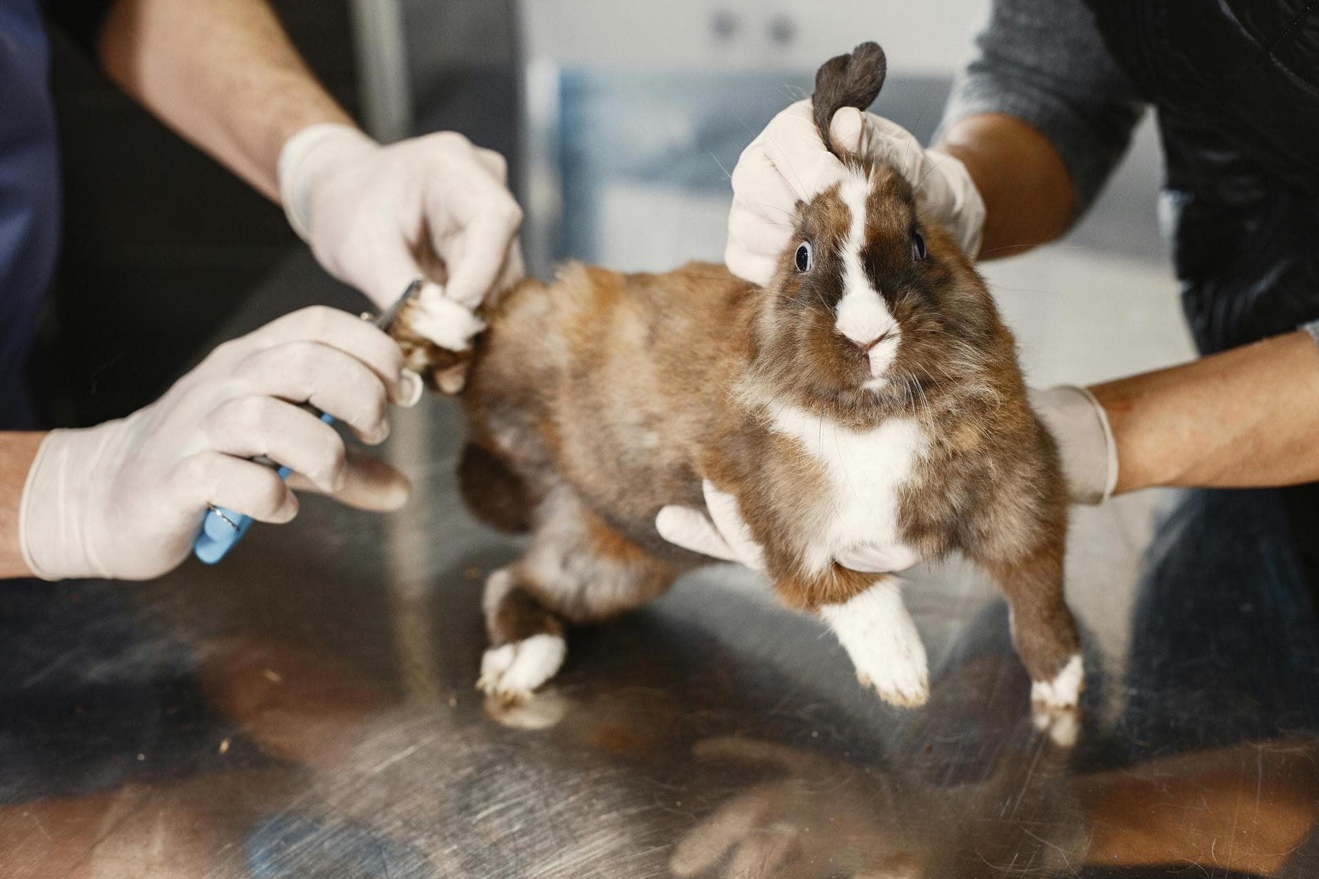 Annual Vaccination With Kennel Cough Prices in Peterborough
