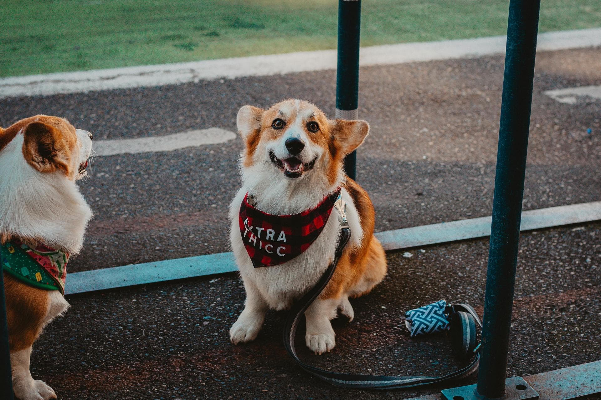 Follow-up Vet Appointment Prices in Peterborough