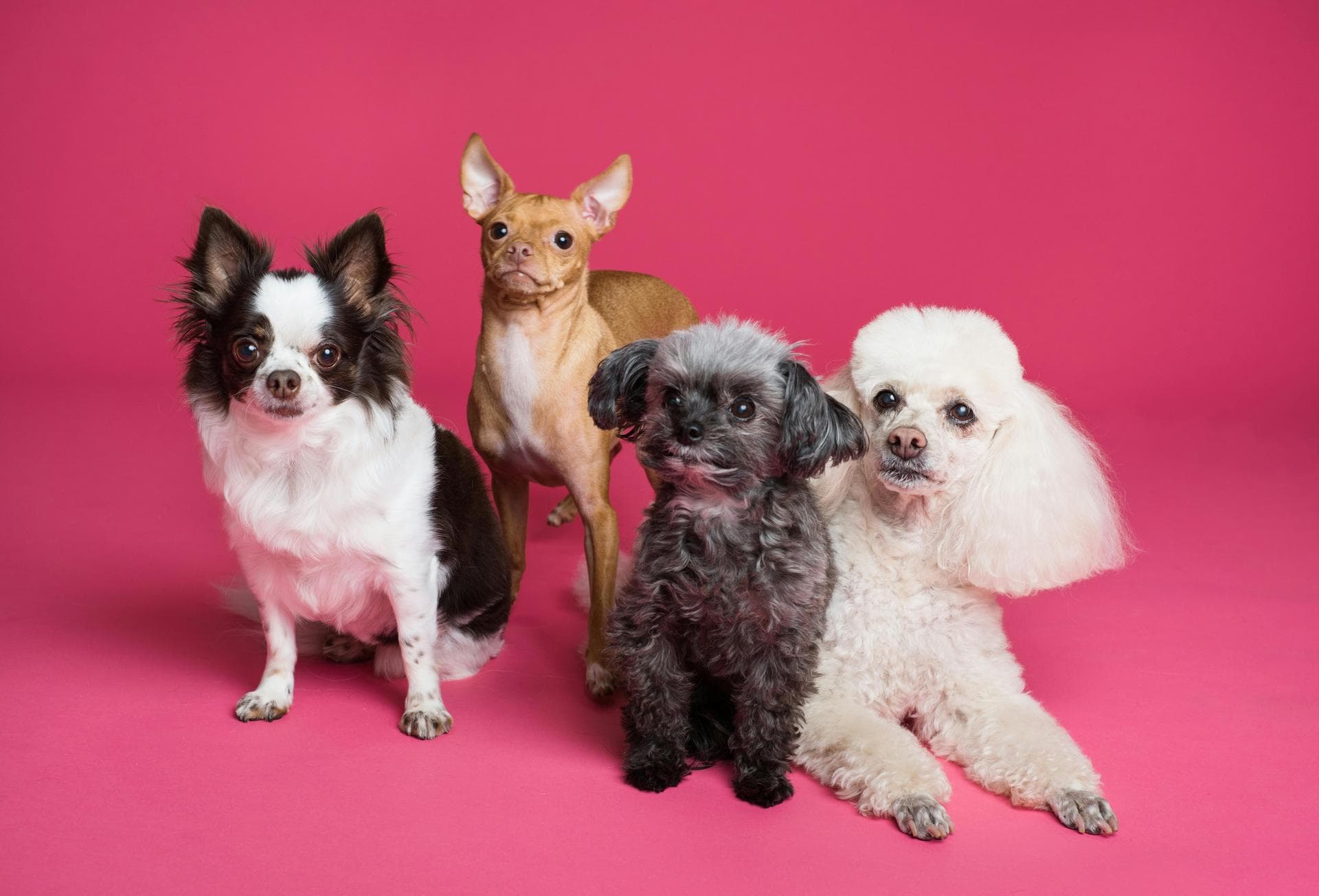 Dog Euthanasia Put Down Prices in Peterborough