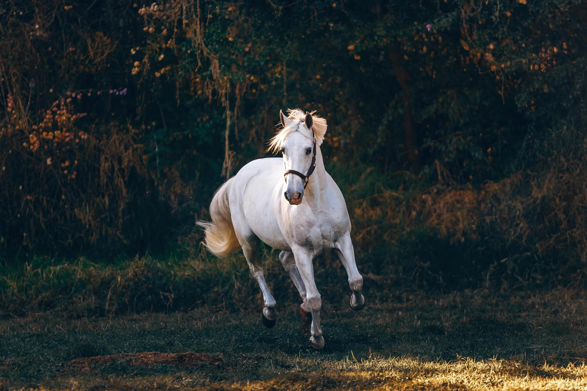 Specialist Vets in Peterborough